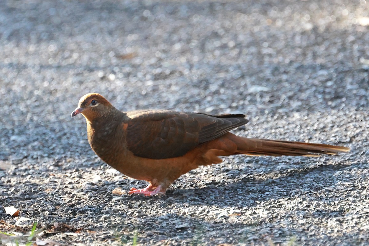 Brown Cuckoo-Dove - ML618005961