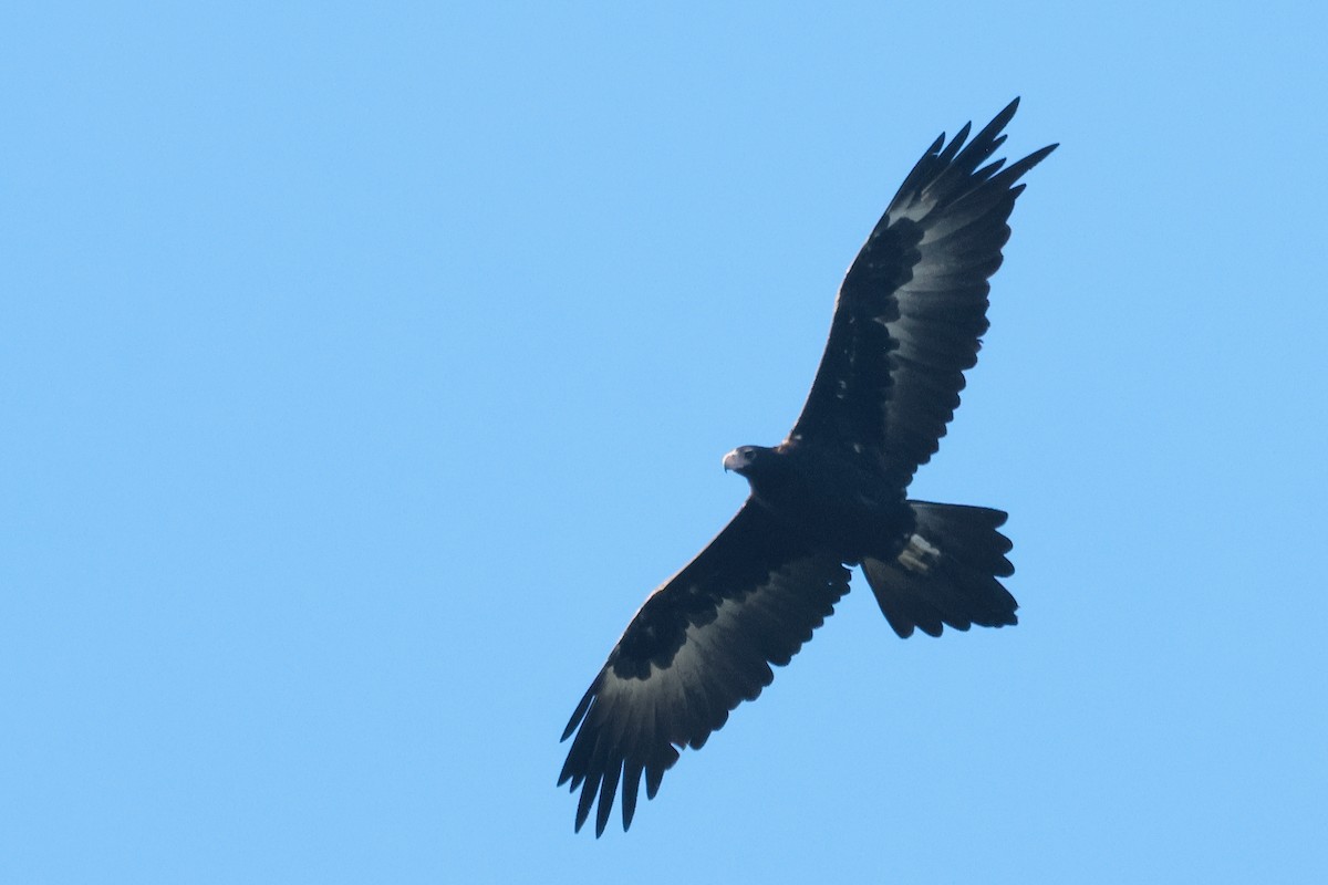 Wedge-tailed Eagle - ML618006026