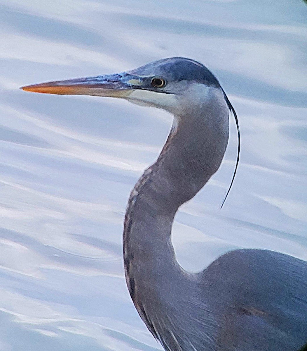 Great Blue Heron - Colin Downey