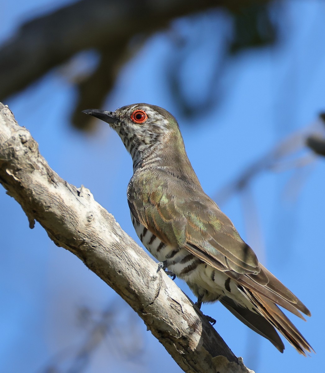 Little Bronze-Cuckoo (Gould's) - ML618006032