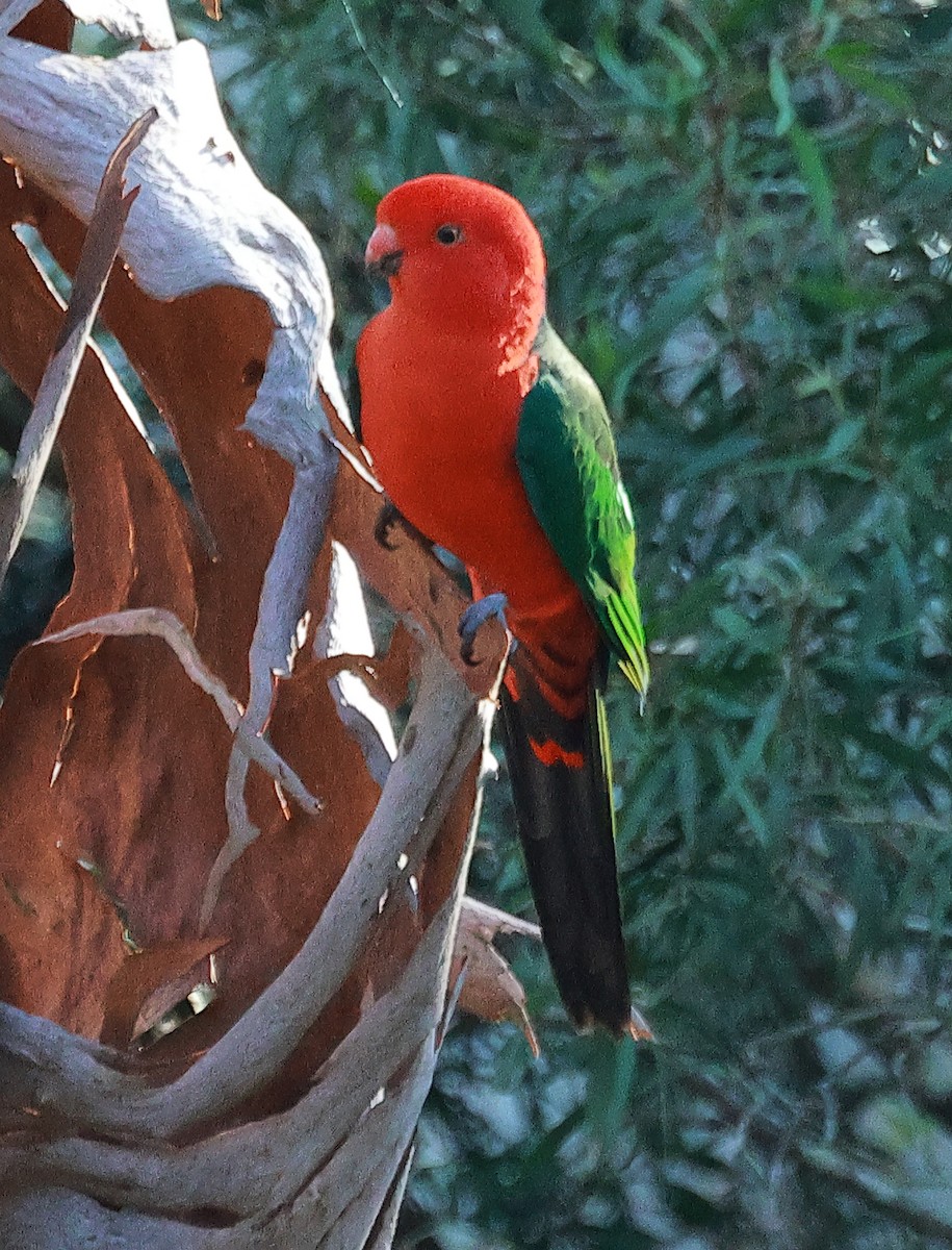 Avustralya Kral Papağanı - ML618006040