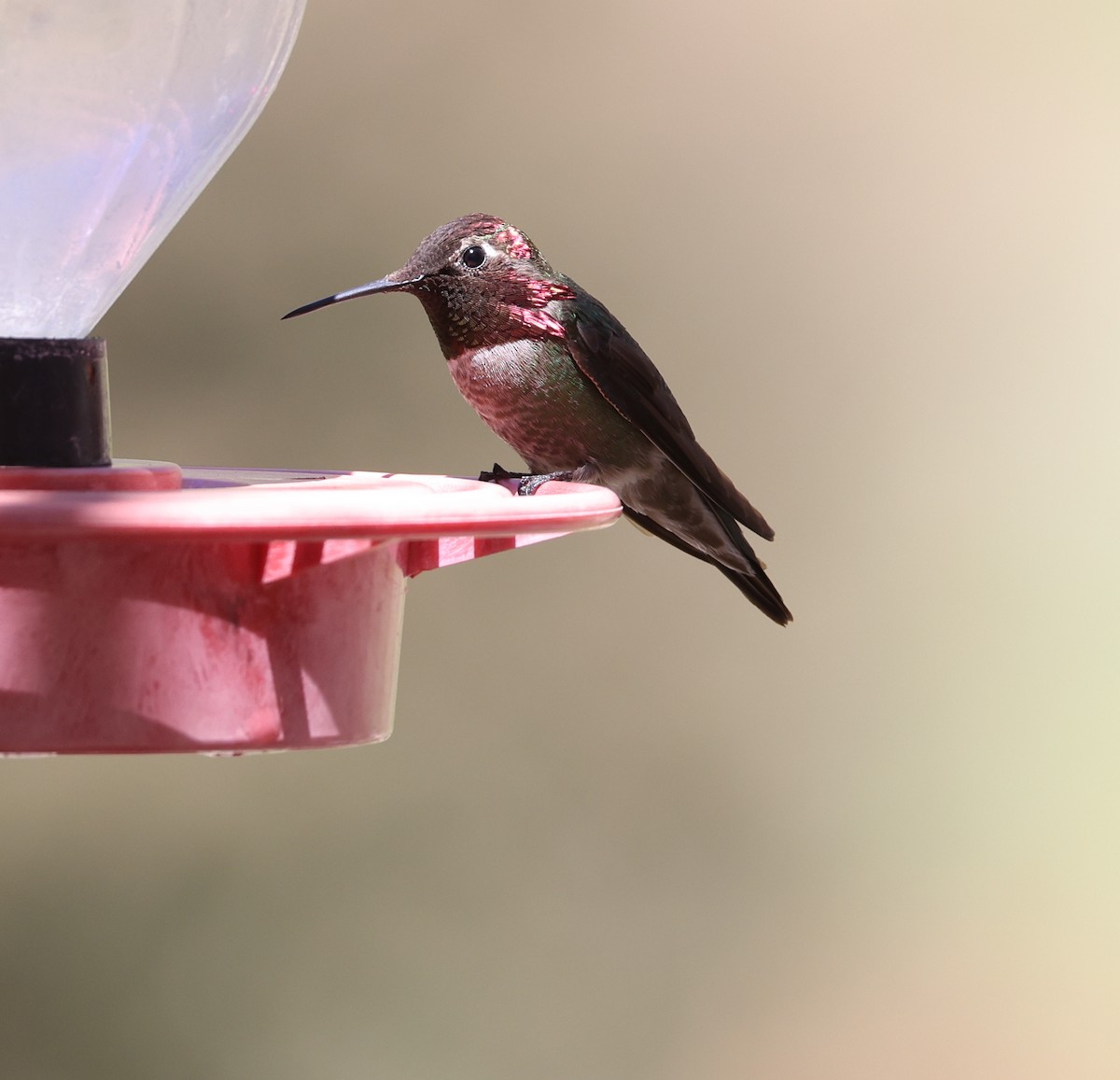 Anna's Hummingbird - Andy Gee