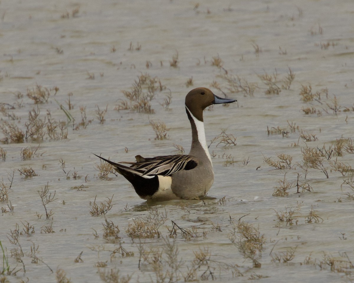 Northern Pintail - Colby Baker