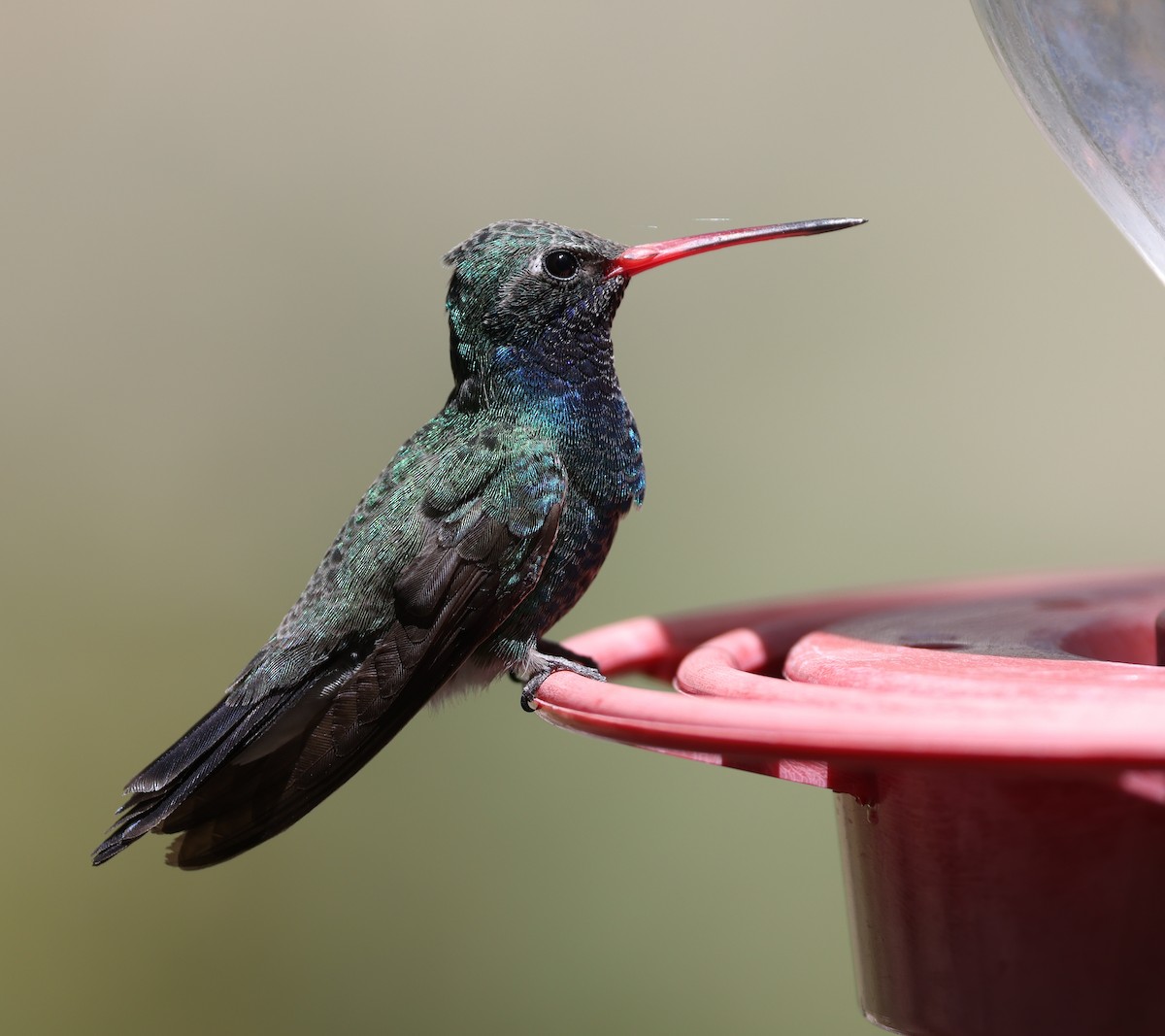 Broad-billed Hummingbird - ML618006057