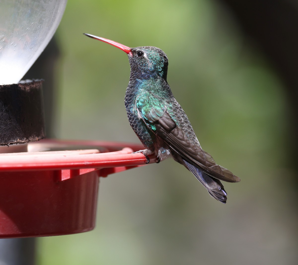 Broad-billed Hummingbird - Andy Gee