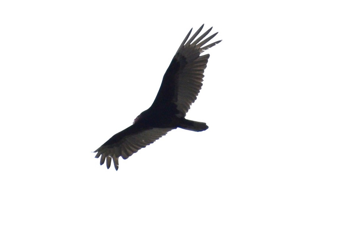 Turkey Vulture - ML618006062