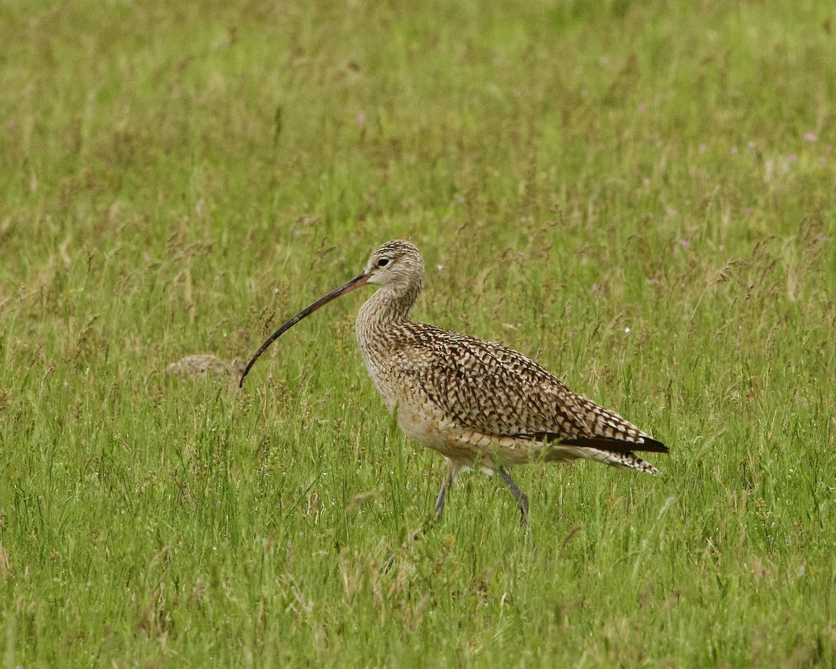 Long-billed Curlew - Colby Baker