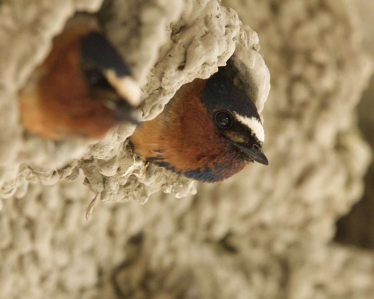 Cliff Swallow - Colby Baker