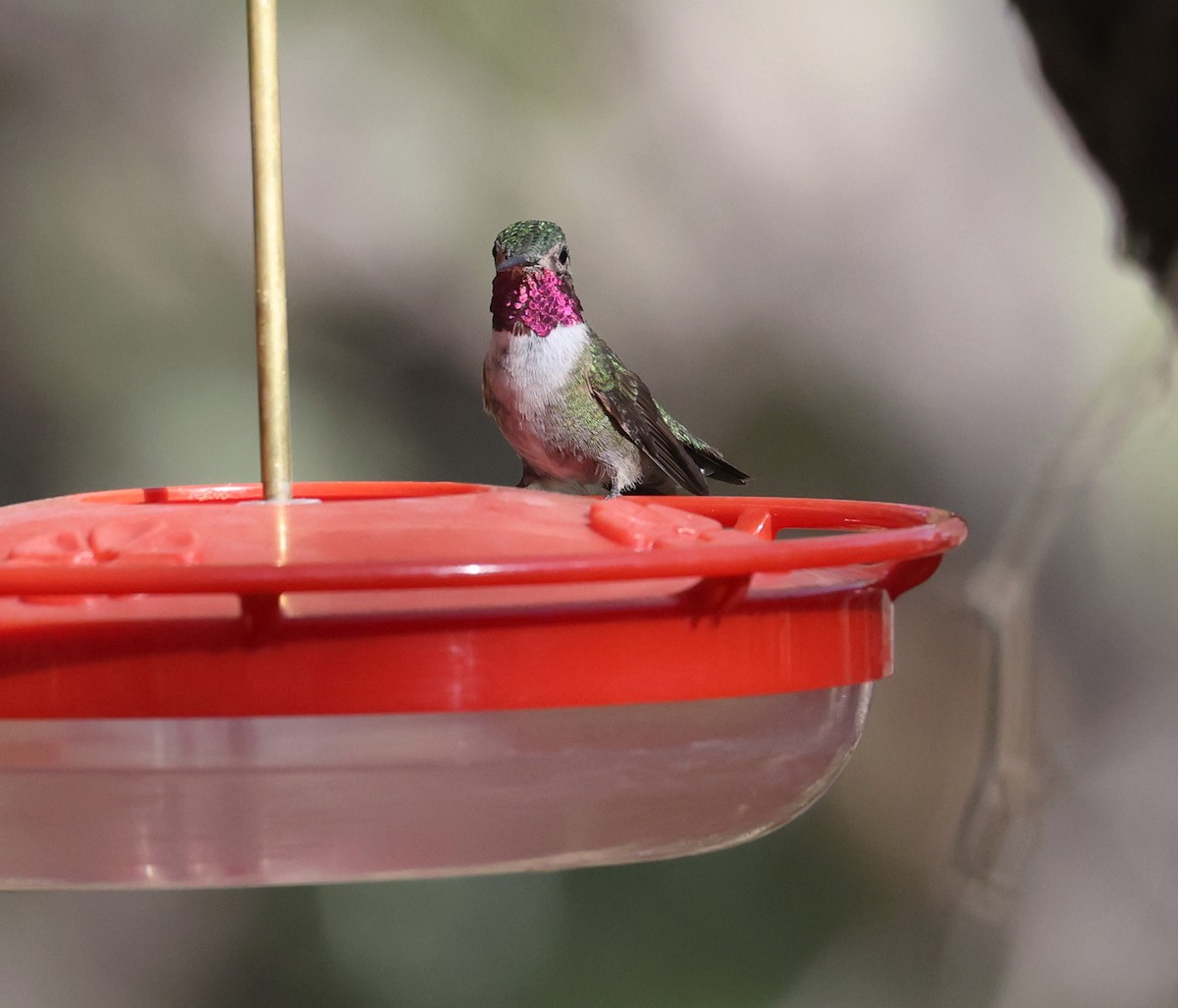 Broad-tailed Hummingbird - Andy Gee
