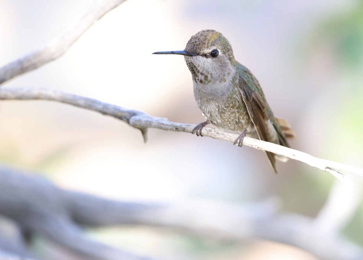Anna's Hummingbird - ML618006103