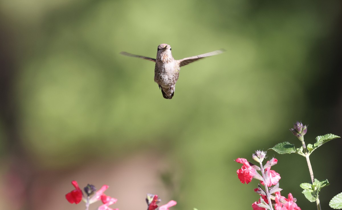 Anna's Hummingbird - ML618006104