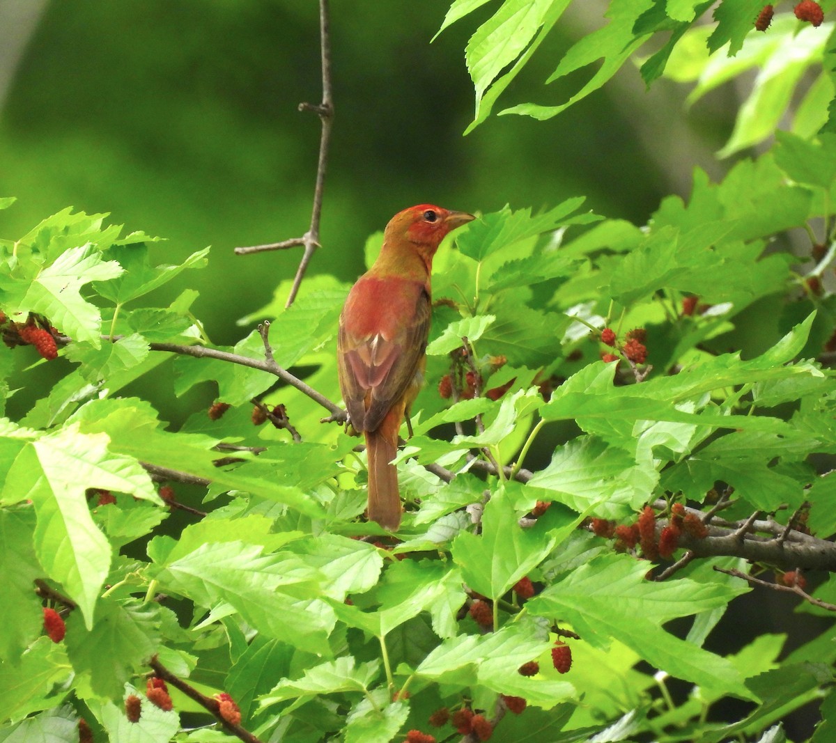 Summer Tanager - Suzanne Odum