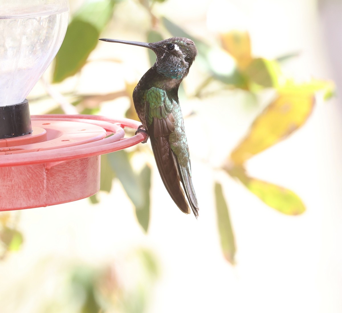 Rivoli's Hummingbird - ML618006121