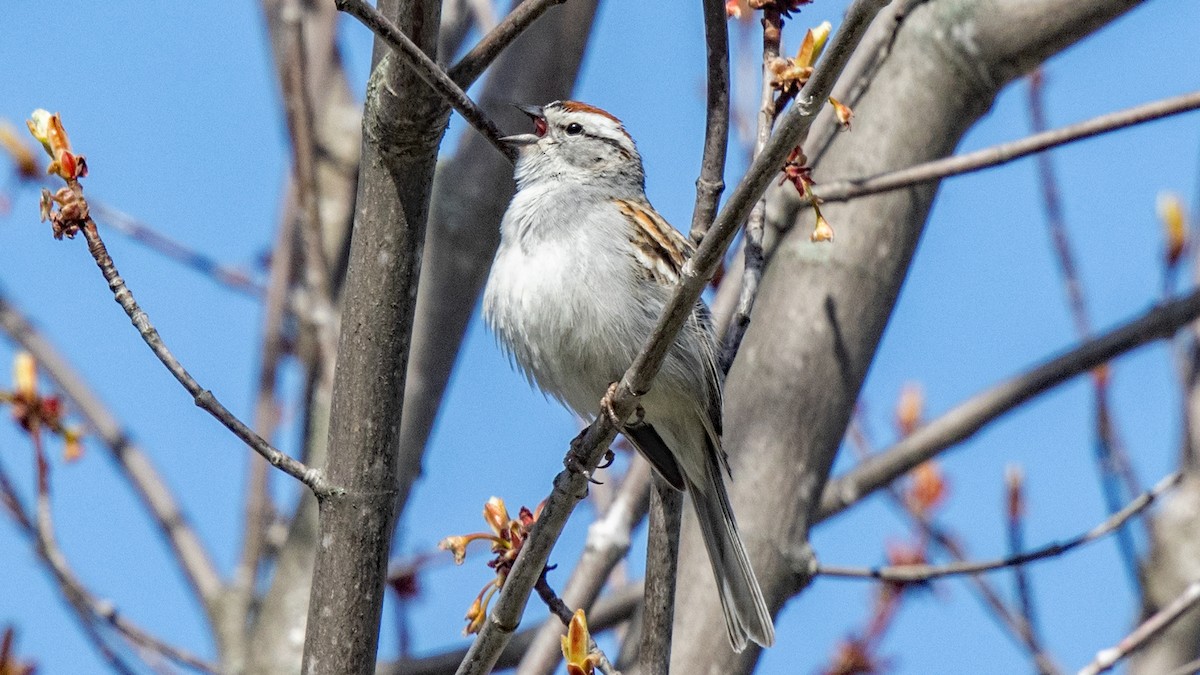 Chipping Sparrow - ML618006154