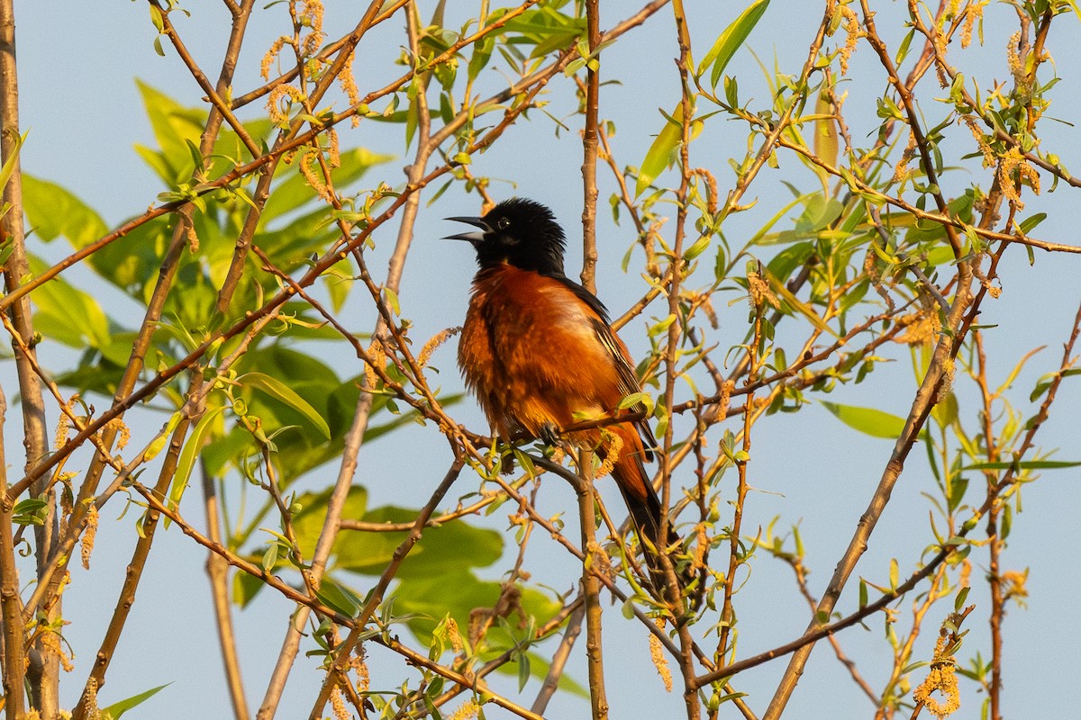 Orchard Oriole - ML618006158