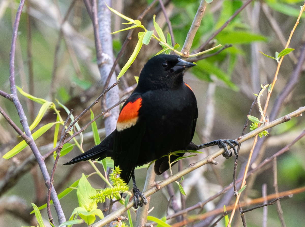 Red-winged Blackbird - Mike Winck