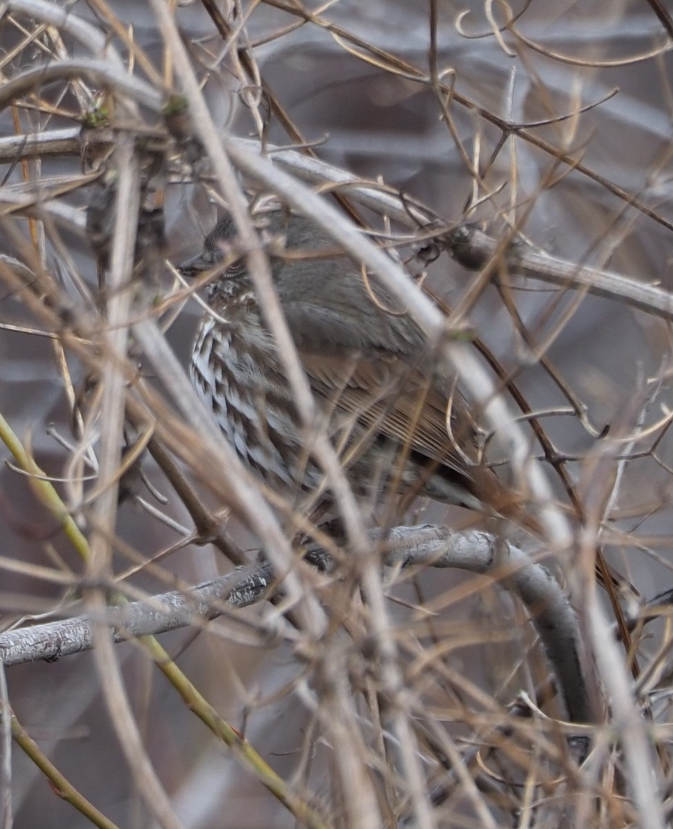 Fox Sparrow (Slate-colored) - ML618006178