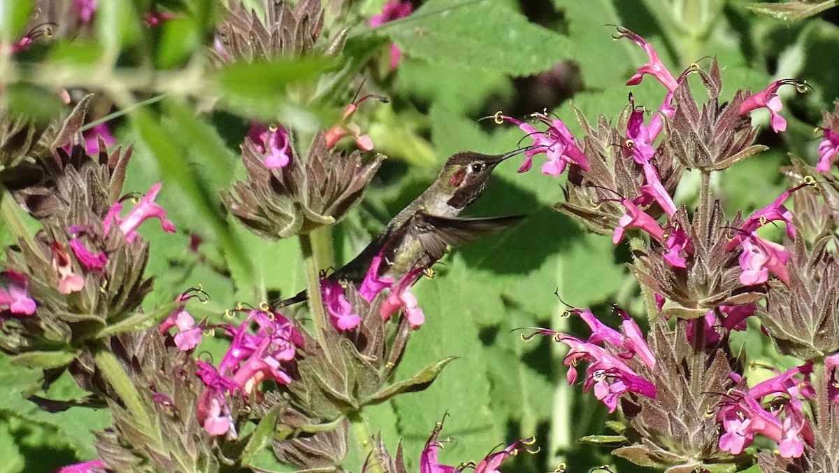 Anna's Hummingbird - Malini Kaushik