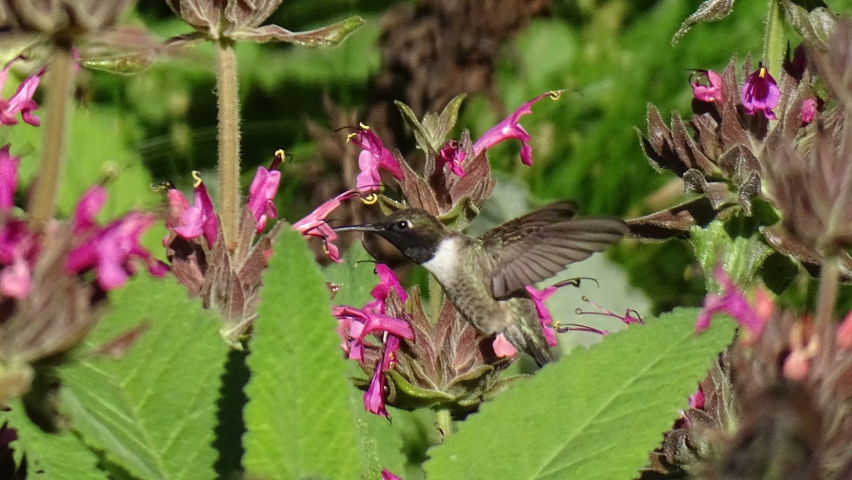 Black-chinned Hummingbird - ML618006187