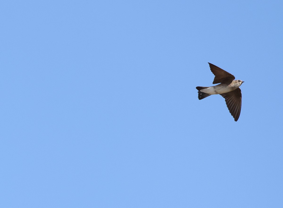 Northern Rough-winged Swallow - ML618006192