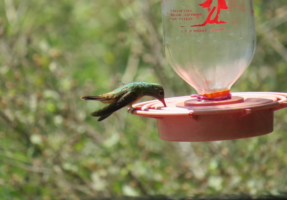 Buff-bellied Hummingbird - Mark Monroe
