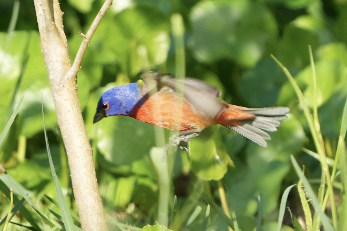 Painted Bunting - ML618006201