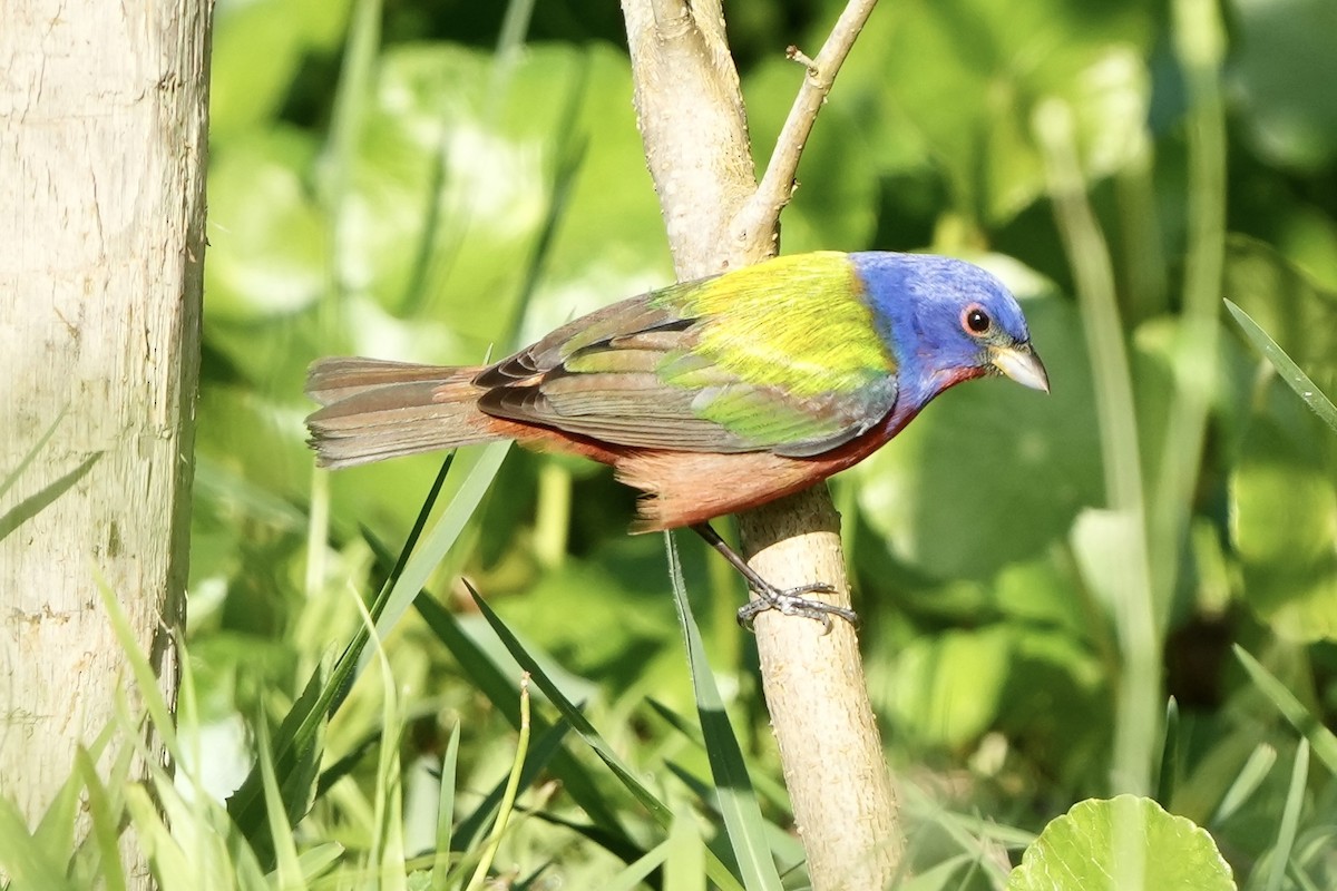 Painted Bunting - ML618006202