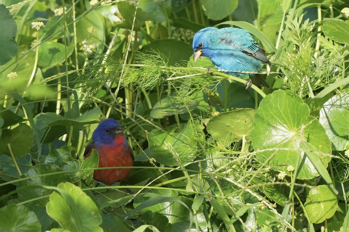 Painted Bunting - ML618006203