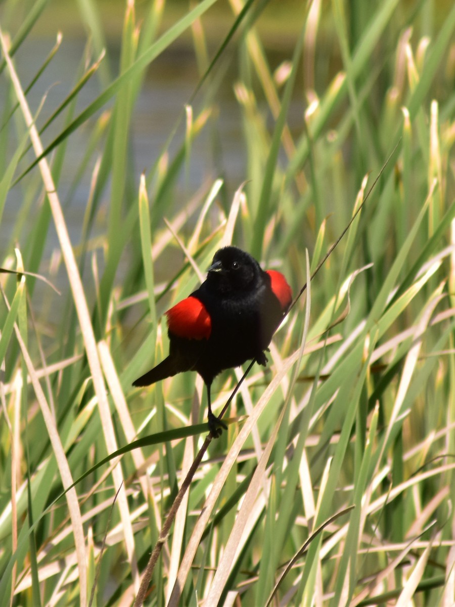 Red-winged Blackbird (California Bicolored) - ML618006208