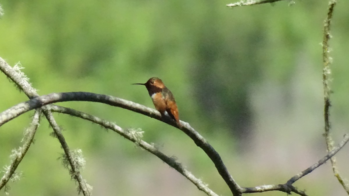 Allen's Hummingbird - ML618006209