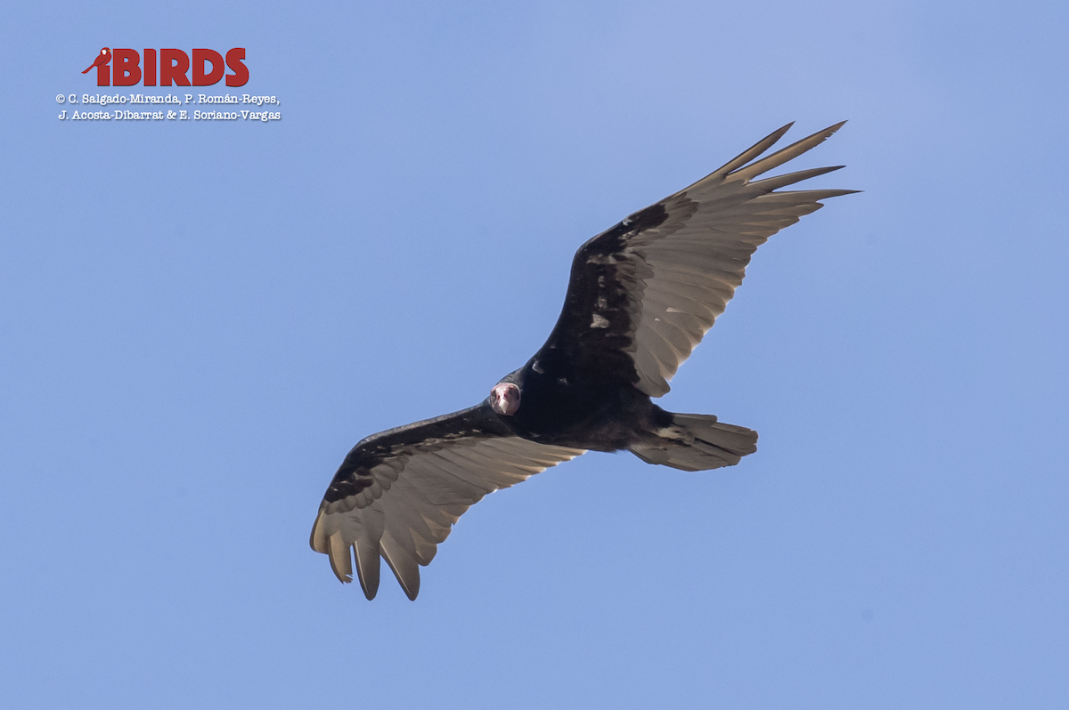 Turkey Vulture - ML618006211