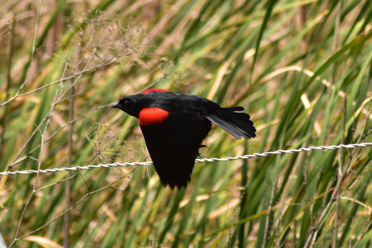 Red-winged Blackbird (California Bicolored) - ML618006212