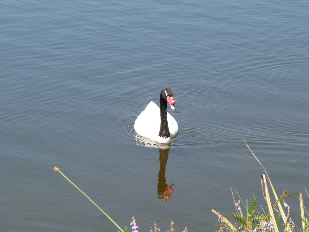 Black-necked Swan - Marcelo Rio