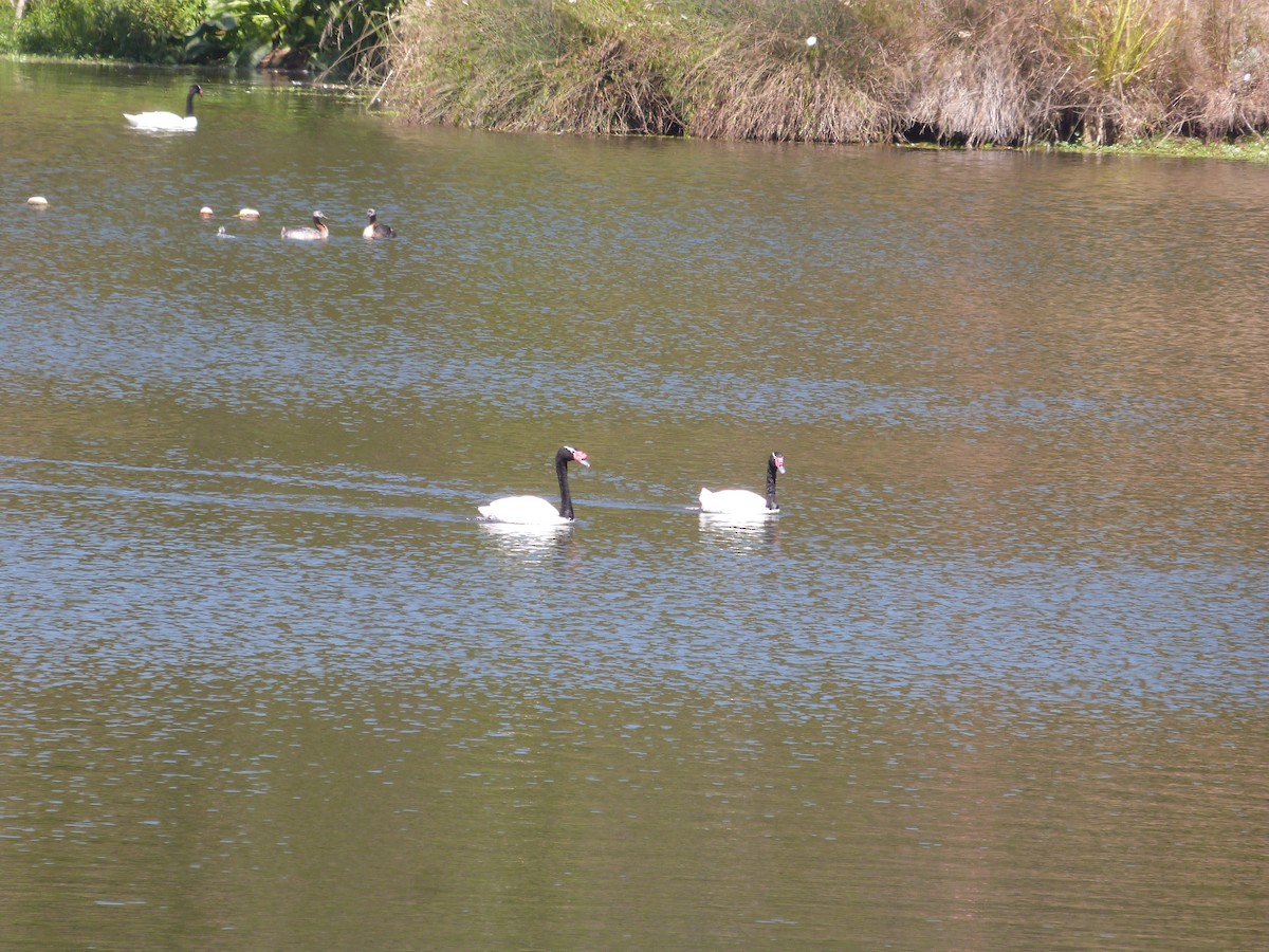 Black-necked Swan - ML618006217