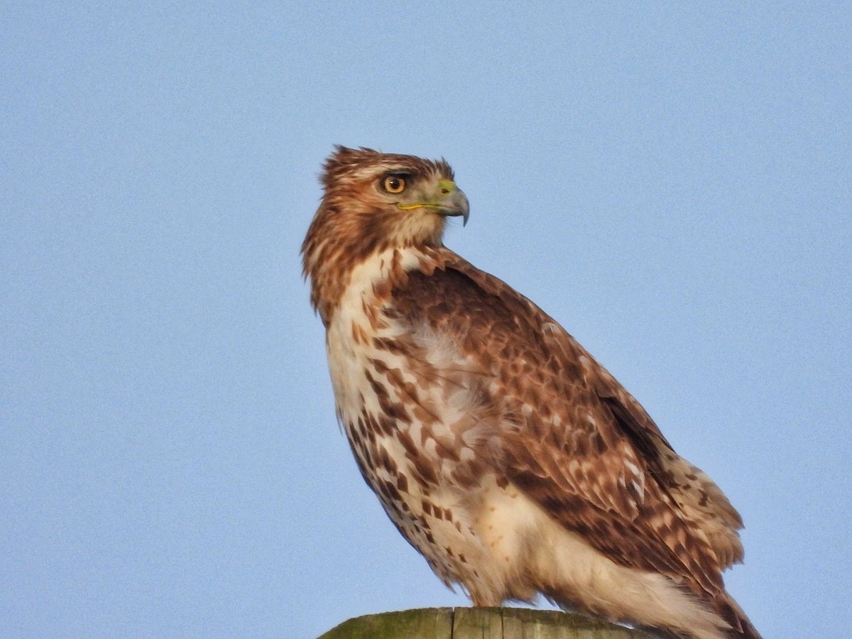 Red-tailed Hawk - ML618006221