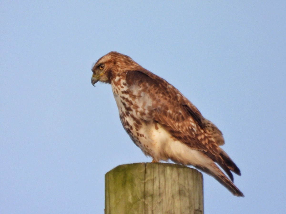 Red-tailed Hawk - ML618006222