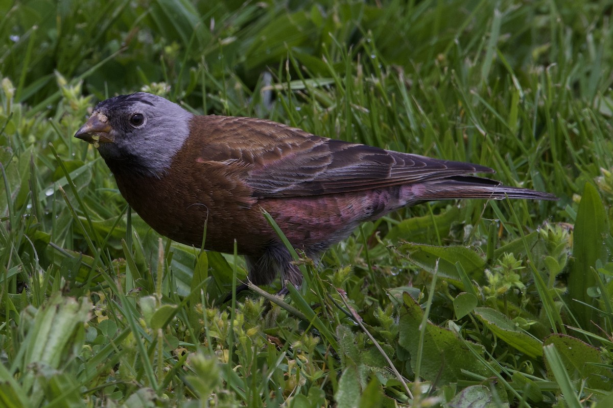 Gray-crowned Rosy-Finch - Rand Rudland
