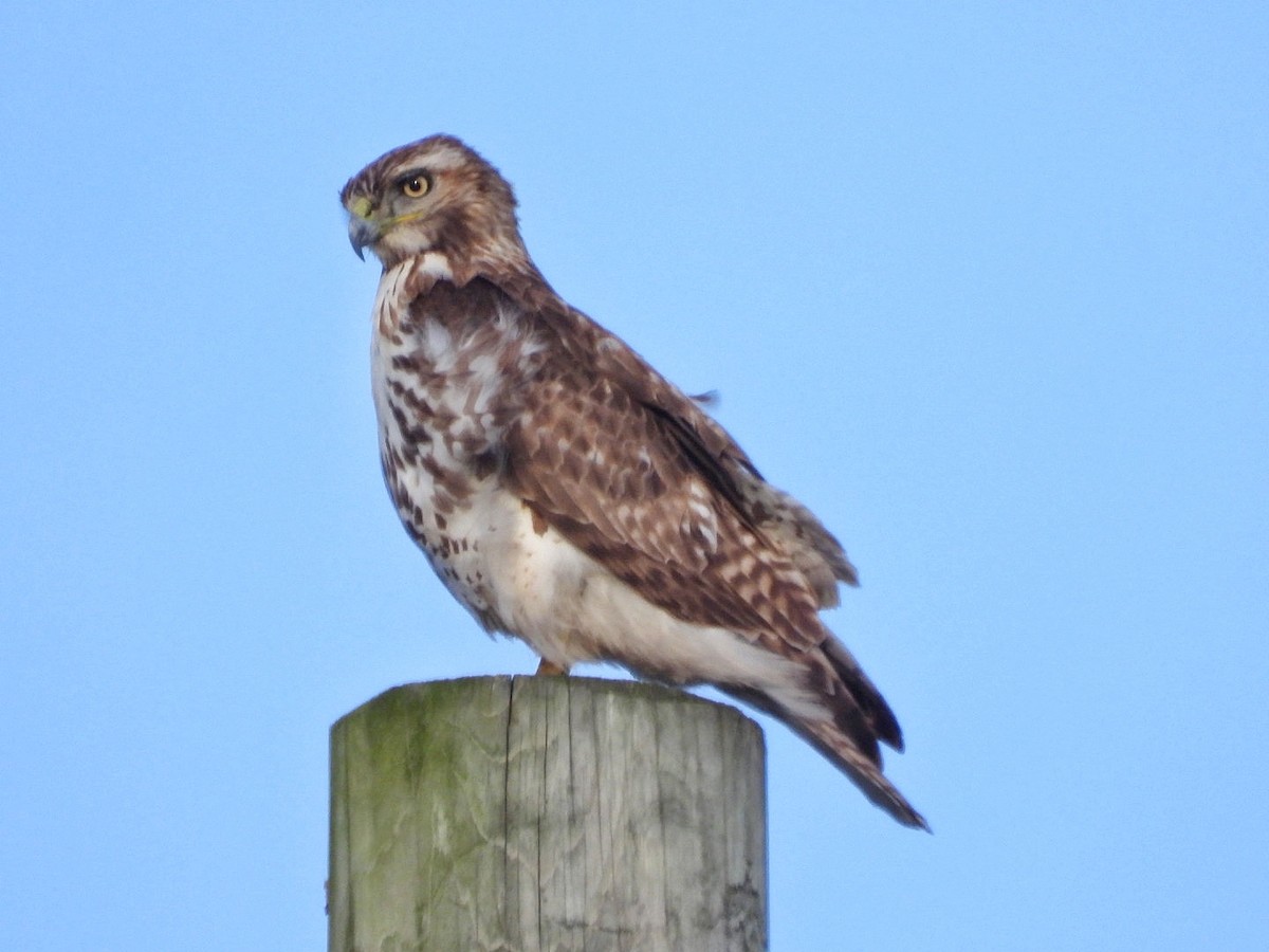 Red-tailed Hawk - ML618006235