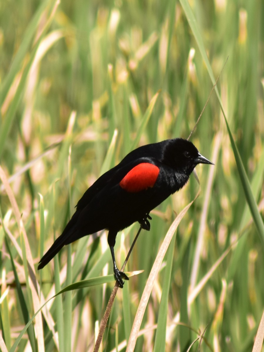 Red-winged Blackbird (California Bicolored) - Sara Curtis