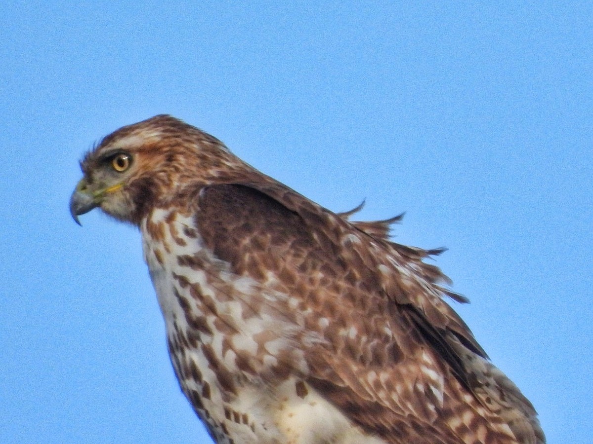 Red-tailed Hawk - ML618006239