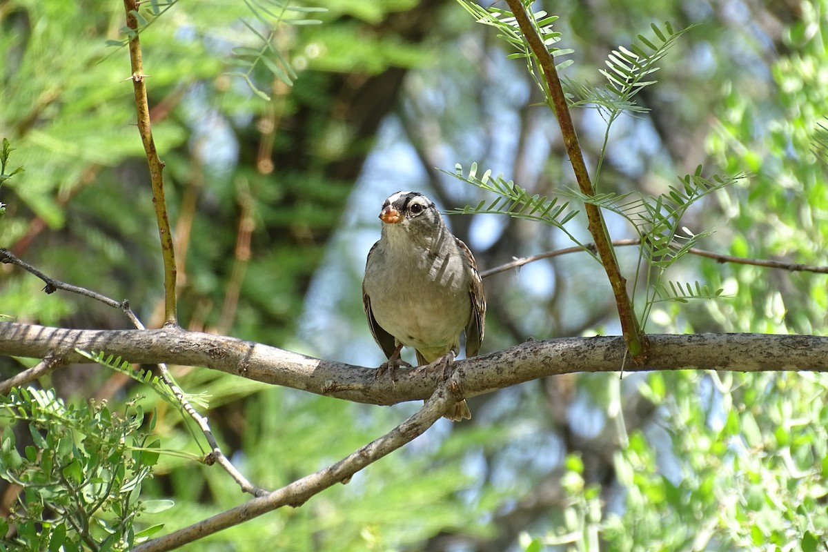 White-crowned Sparrow - ML618006241