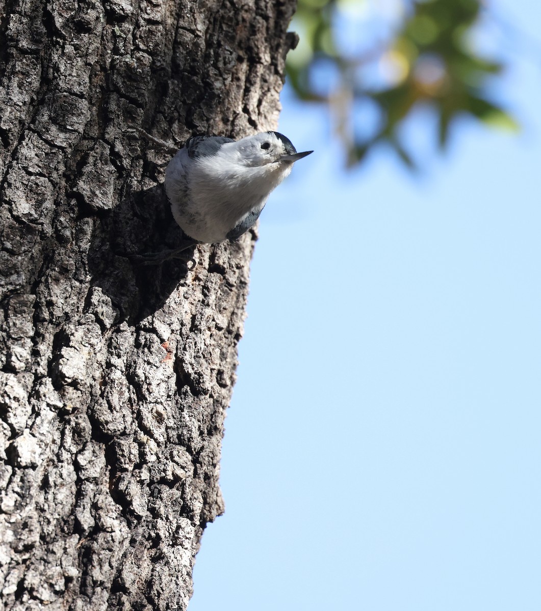 White-breasted Nuthatch - ML618006256