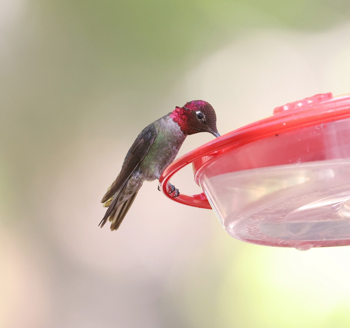 Anna's Hummingbird - ML618006262