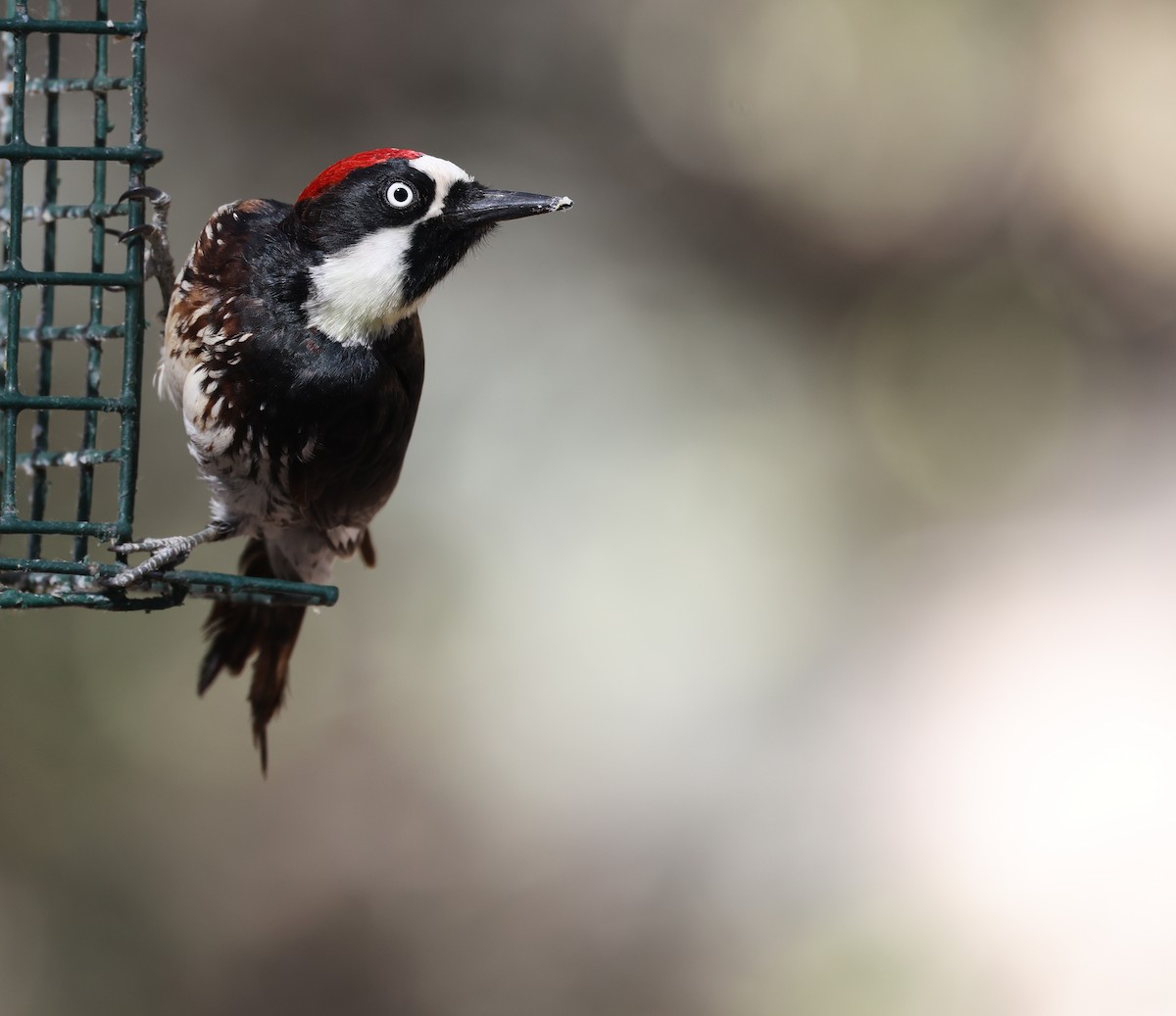 Acorn Woodpecker - ML618006263