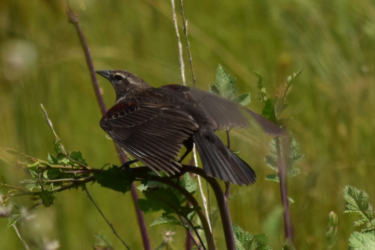 Red-winged Blackbird (California Bicolored) - ML618006265