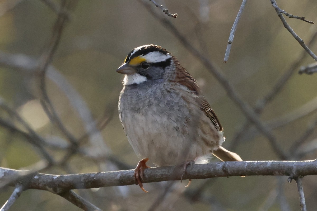 White-throated Sparrow - Jean-Pierre Gagné