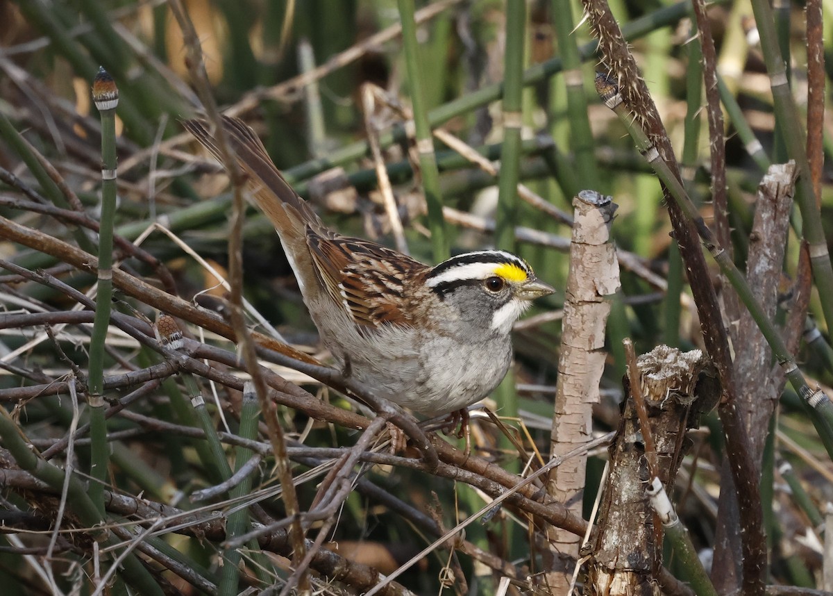 White-throated Sparrow - ML618006275