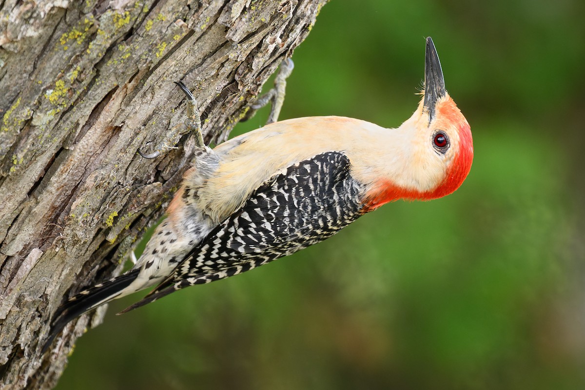 Red-bellied Woodpecker - Mike Cameron