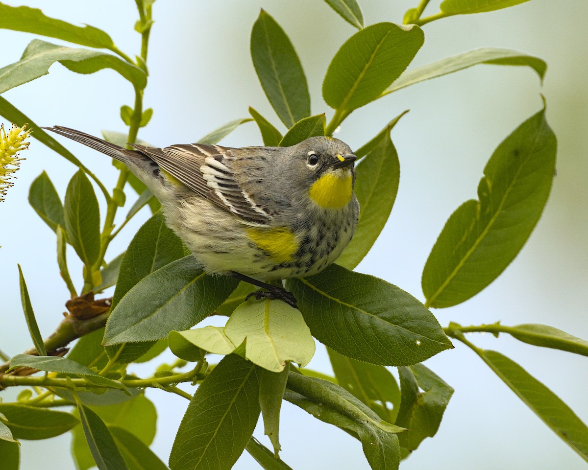 Yellow-rumped Warbler - Bartholomew Birdee