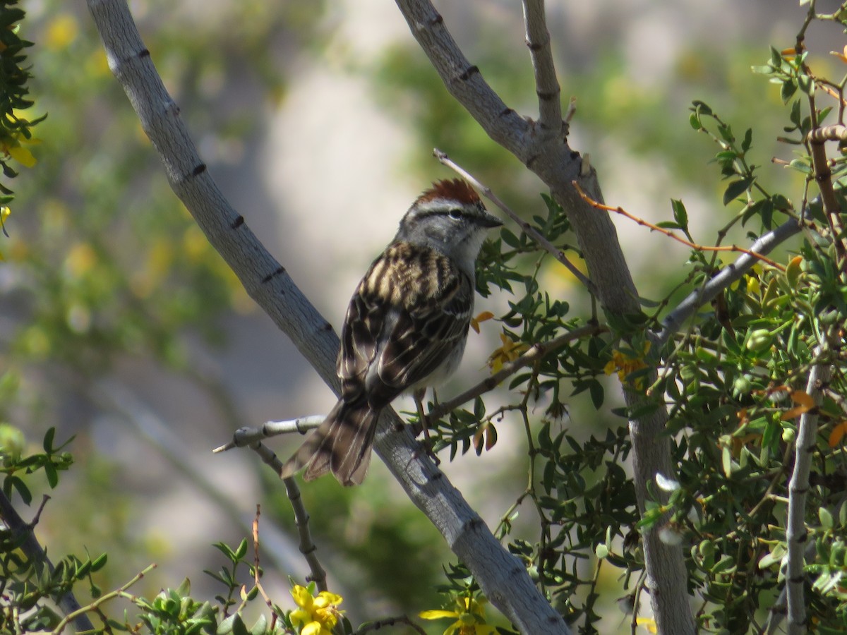 Chipping Sparrow - ML618006301